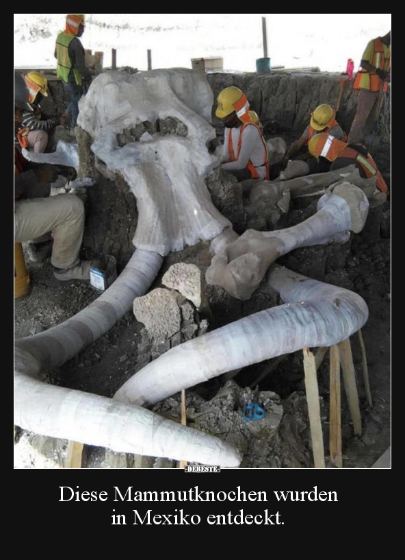 Diese Mammutknochen wurden in Mexiko entdeckt... - Lustige Bilder | DEBESTE.de