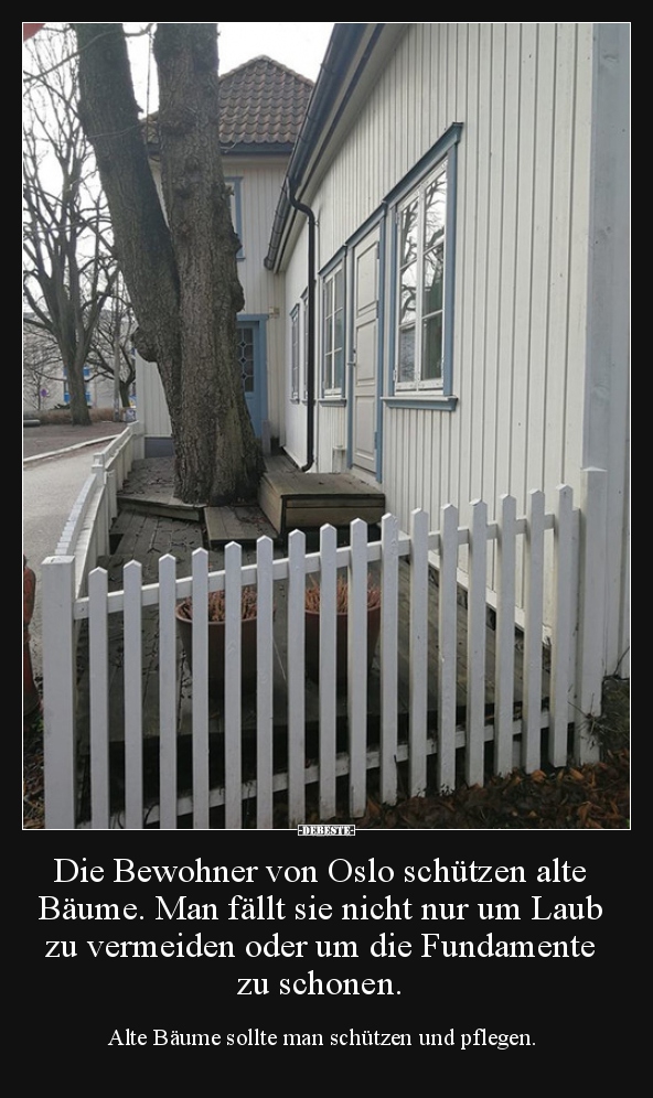 Die Bewohner von Oslo schützen alte Bäume. Man fällt sie.. - Lustige Bilder | DEBESTE.de