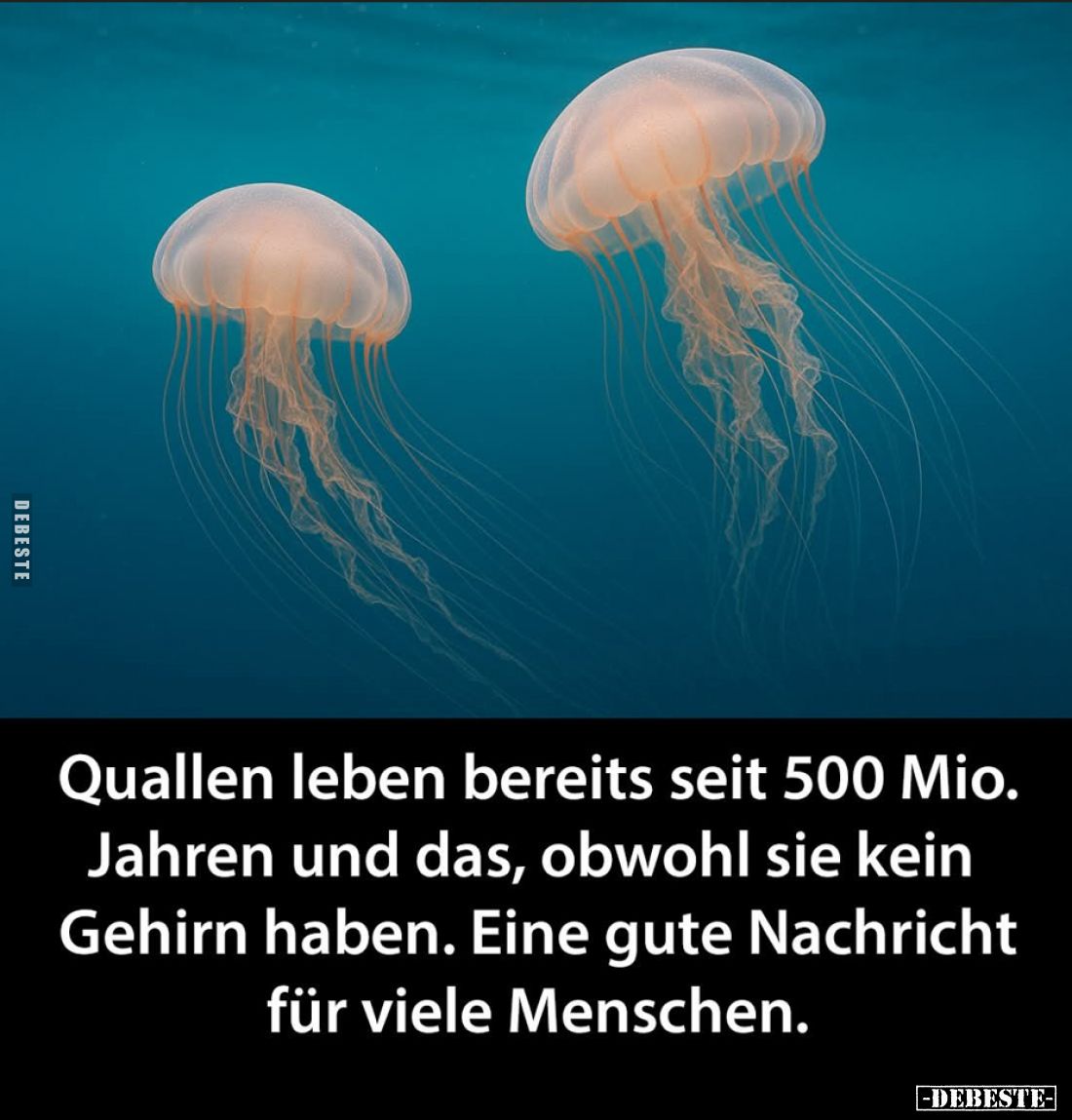 Quallen leben bereits seit 500 Mio. Jahren und das, obwohl sie kein Gehirn haben. Eine gute Nachricht für viele Menschen.