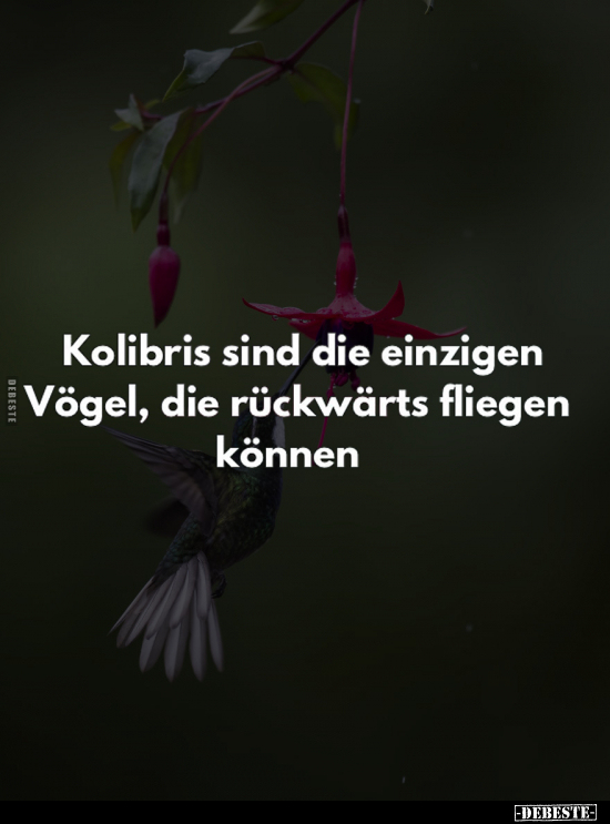 Kolibris sind die einzigen Vögel.. - Lustige Bilder | DEBESTE.de