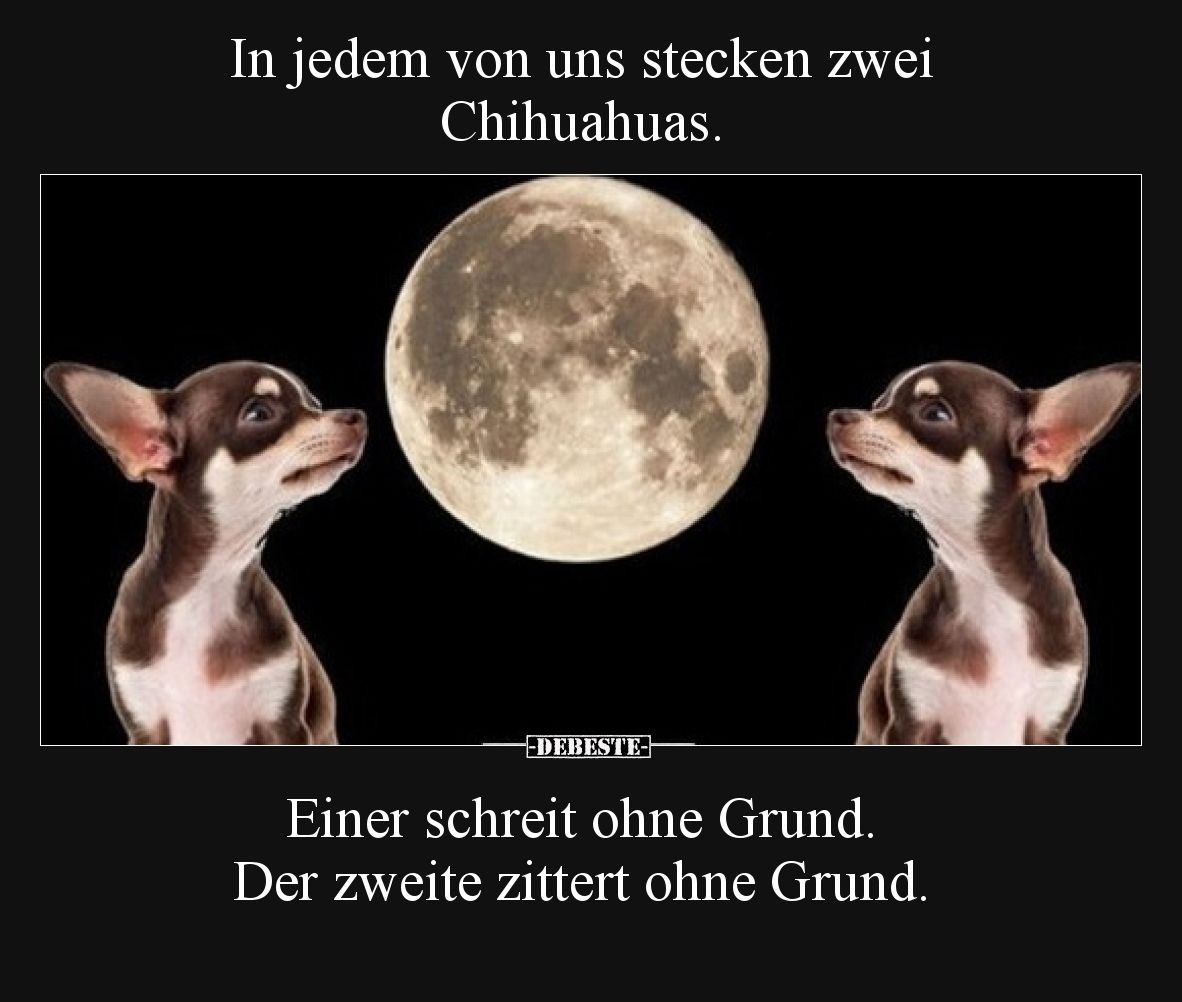 In jedem von uns stecken zwei Chihuahuas.

Einer schreit ohne Grund. Der zweite zittert ohne Grund.