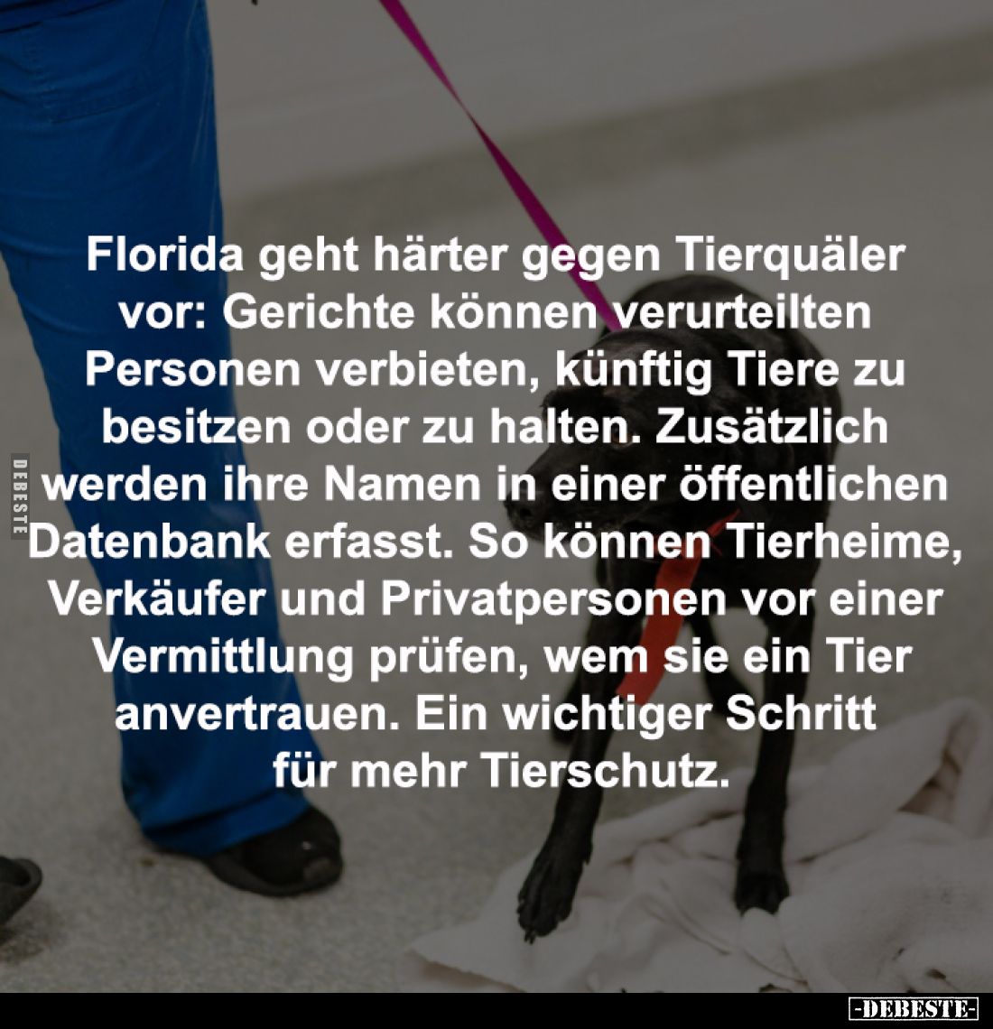 Florida geht härter gegen Tierquäler 
vor: Gerichte können verurteilten 
Personen verbieten, künftig Tiere zu 
besitzen od...