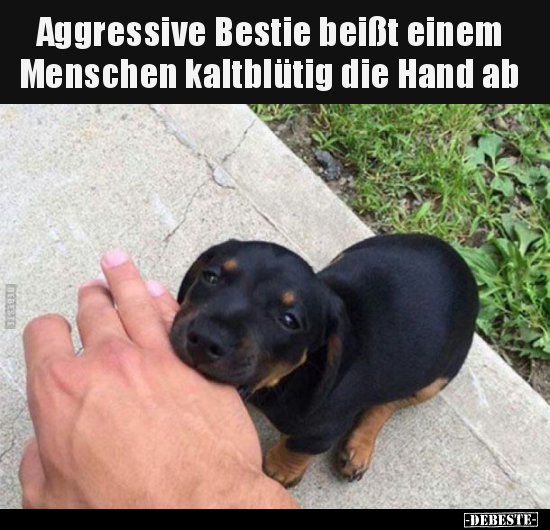 Aggressive Bestie beißt einem Menschen kaltblütig die Hand.. - Lustige Bilder | DEBESTE.de