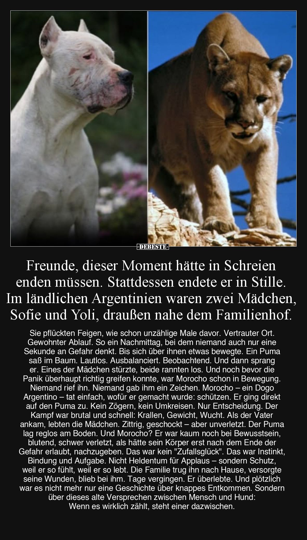 Freunde, dieser Moment hätte in Schreien enden müssen.
Stattdessen endete er in Stille.

Im ländlichen Argentinien waren z...