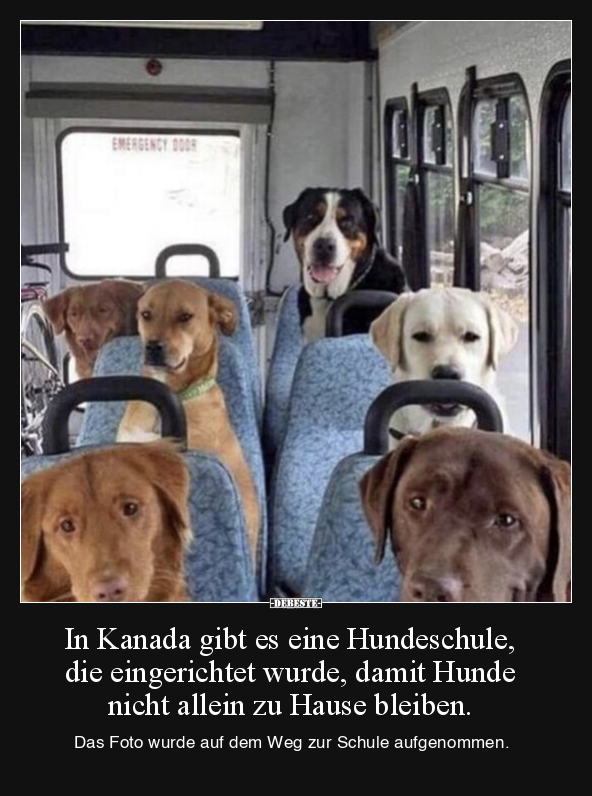 In Kanada gibt es eine Hundeschule, die eingerichtet.. - Lustige Bilder | DEBESTE.de