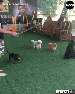  - Lustige Bilder | DEBESTE.de