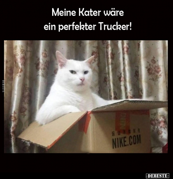 Meine Kater wäre ein perfekter Trucker!.. - Lustige Bilder | DEBESTE.de
