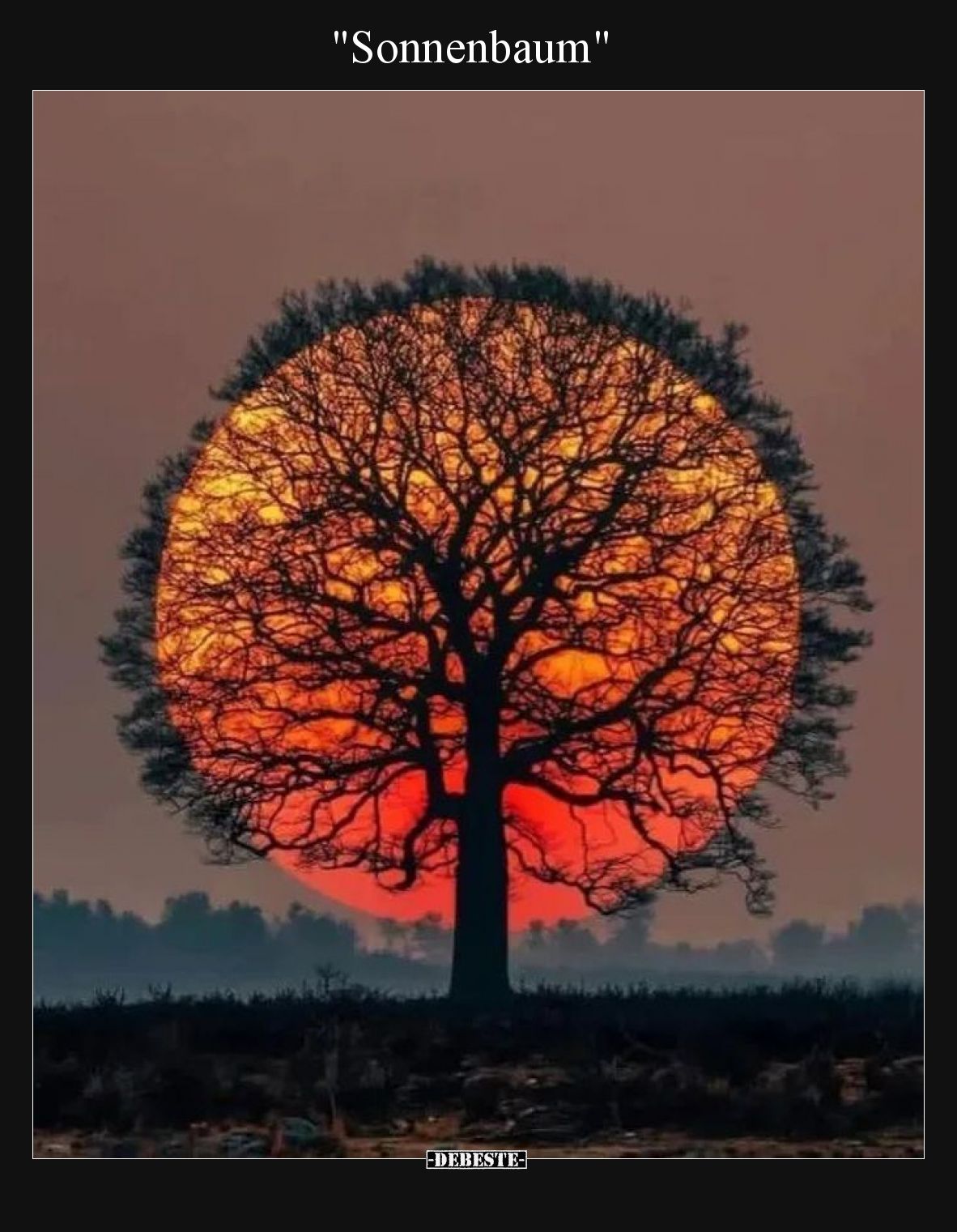 "Sonnenbaum".. - Lustige Bilder | DEBESTE.de
