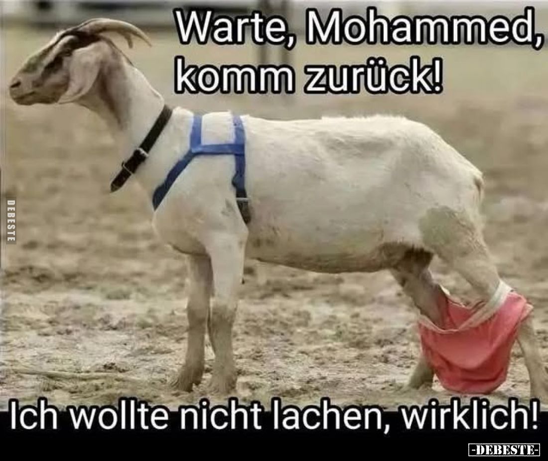 Warte, Mohammed, komm zurück!
Ich wollte nicht lachen, wirklich!