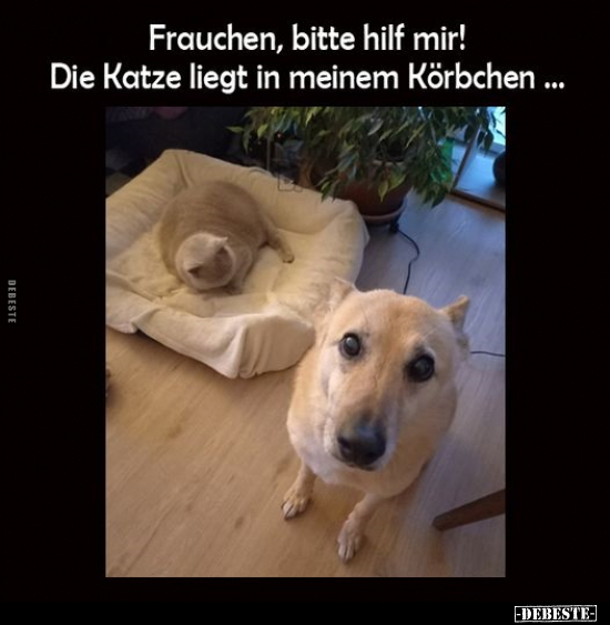 Frauchen, bitte hilf mir! Die Katze liegt in meinem.. - Lustige Bilder | DEBESTE.de