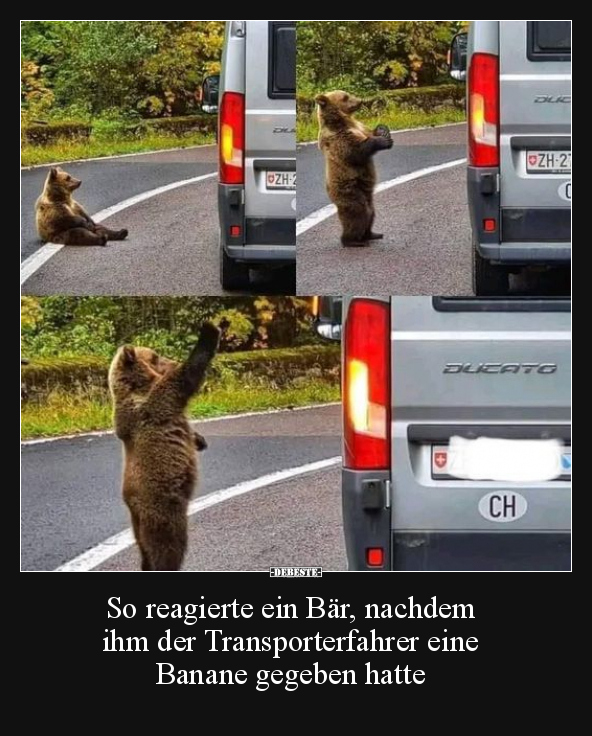 So reagierte ein Bär, nachdem.. - Lustige Bilder | DEBESTE.de