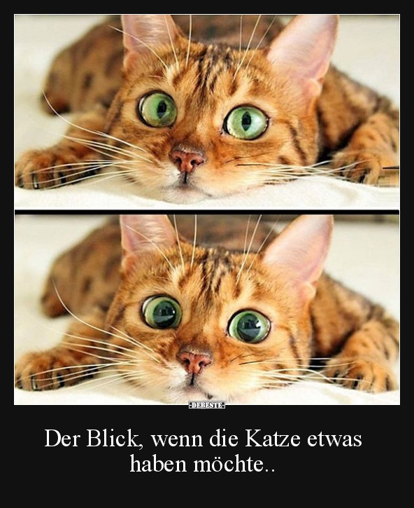 Der Blick, wenn die Katze etwas  haben möchte..