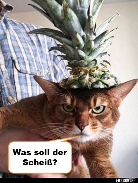 Was soll der Scheiß?