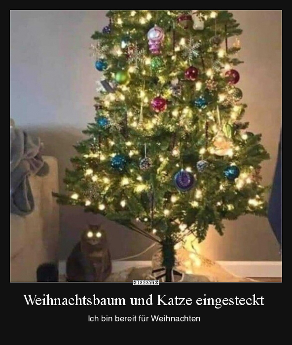 Weihnachtsbaum und Katze eingesteckt.. - Lustige Bilder | DEBESTE.de