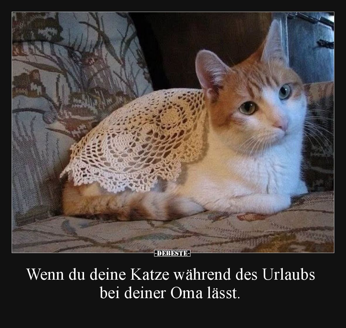 Wenn du deine Katze während des Urlaubs bei deiner Oma lässt.