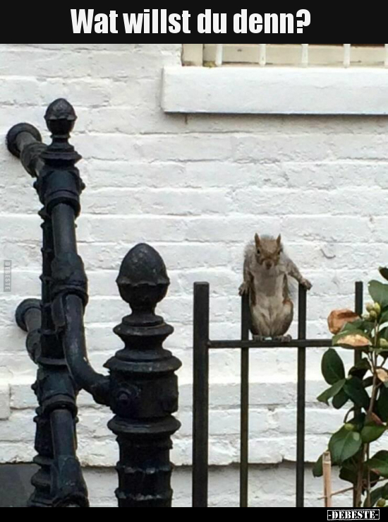 Wat willst du denn?..