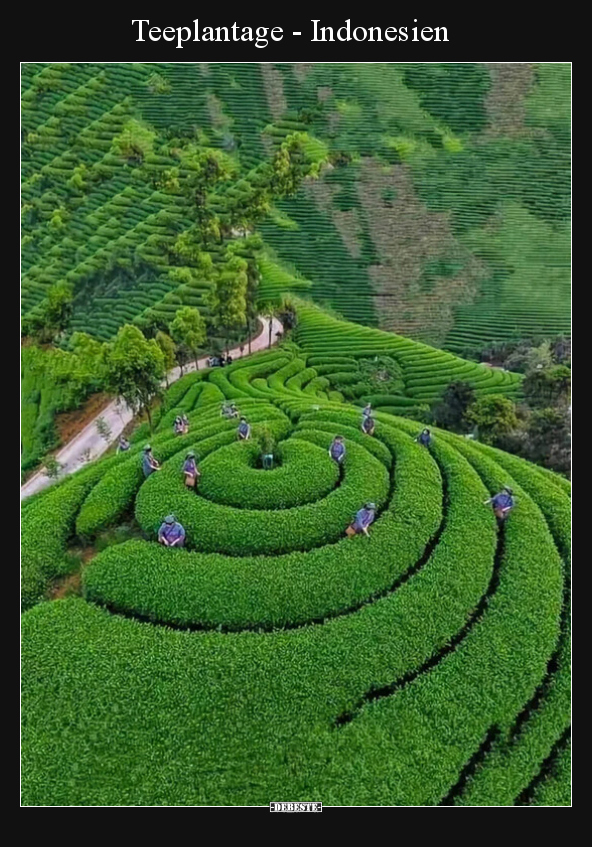 Teeplantage - Indonesien - Lustige Bilder | DEBESTE.de