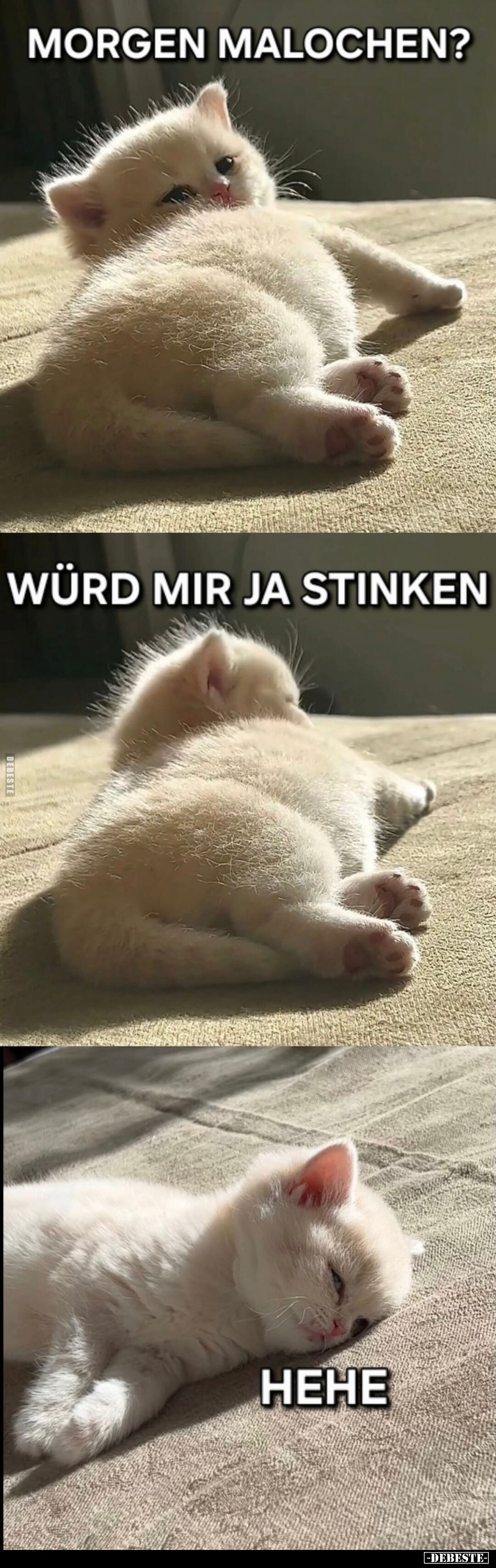  - Lustige Bilder | DEBESTE.de
