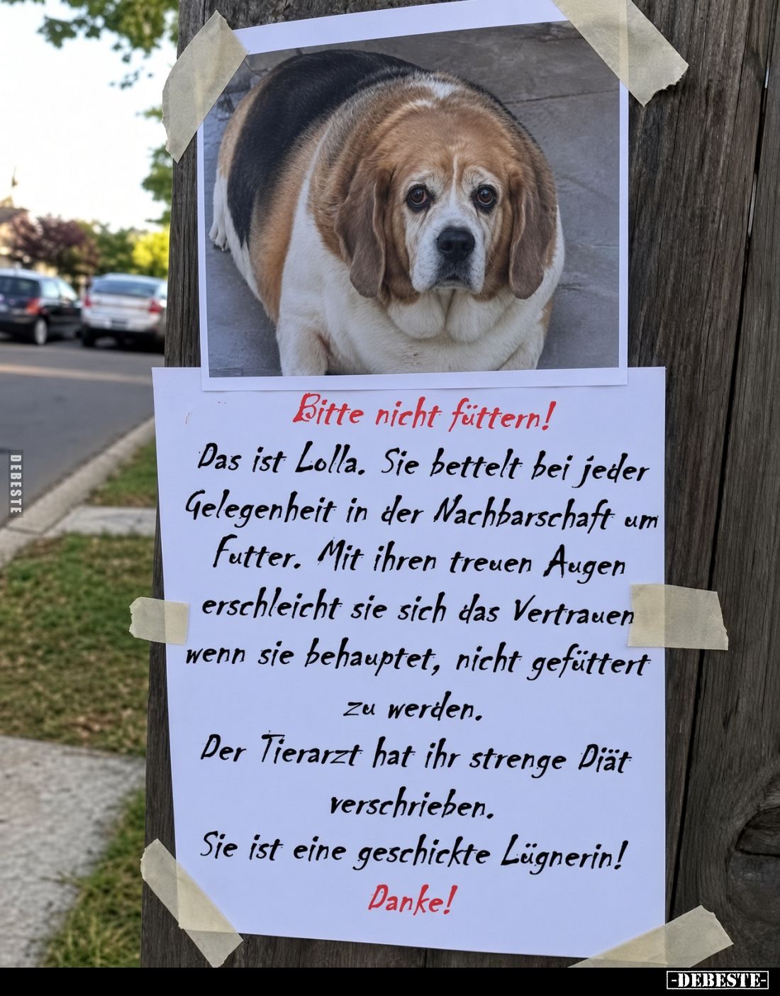 Bitte nicht füttern!
Das ist Lolla. Sie bettelt bei jeder Gelegenheit in der Nachbarschaft um Futter. Mit ihren treuen Augen...