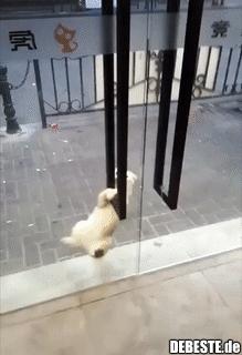 Ob ihn wohl jemand endlich reingelassen hat?