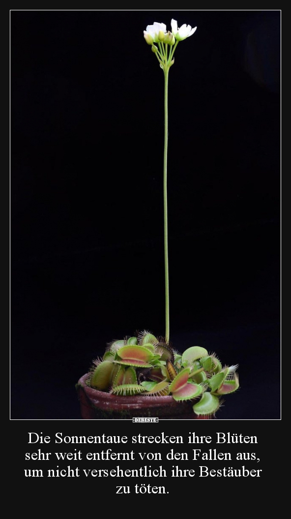 Die Sonnentaue strecken ihre Blüten sehr weit entfernt von..