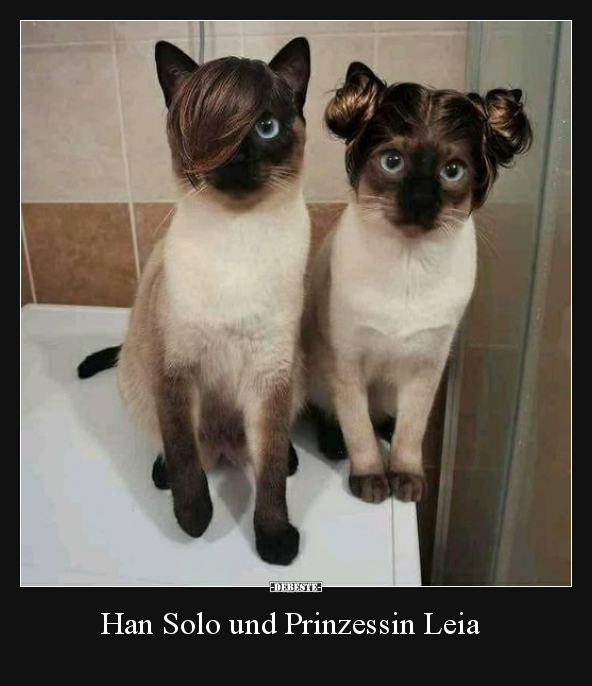 Han Solo und Prinzessin Leia.. - Lustige Bilder | DEBESTE.de