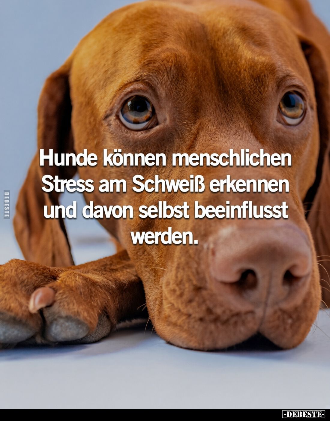 Hunde können menschlichen Stress am Schweiß erkennen und davon selbst beeinflusst werden.
