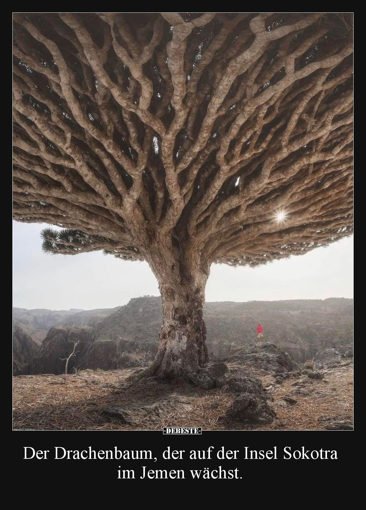 Der Drachenbaum, der auf der Insel Sokotra im Jemen wächst.
