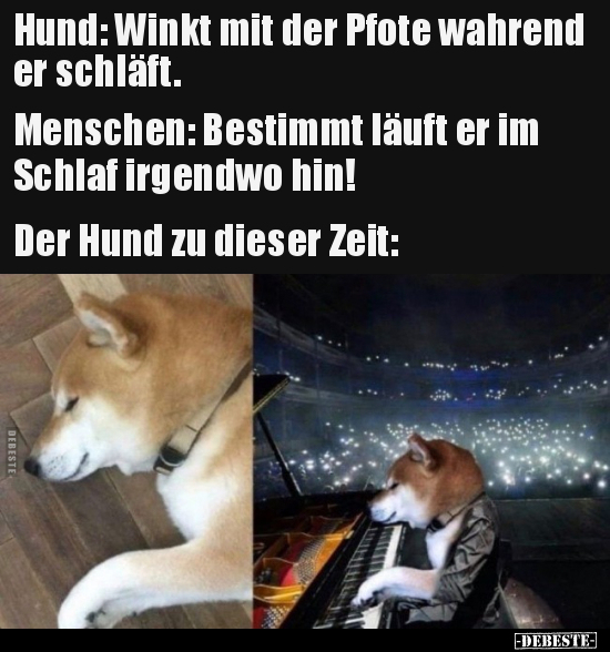 Hund: Winkt mit der Pfote wahrend er schläft... - Lustige Bilder | DEBESTE.de
