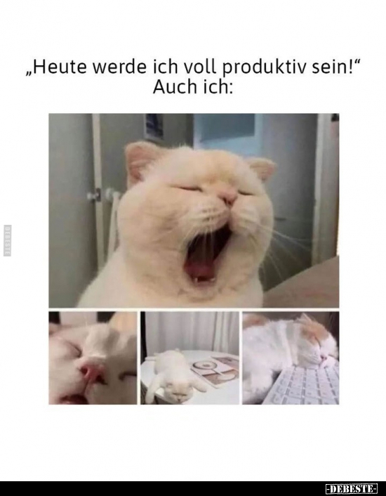 "Heute werde ich voll produktiv sein!" Auch ich.. - Lustige Bilder | DEBESTE.de