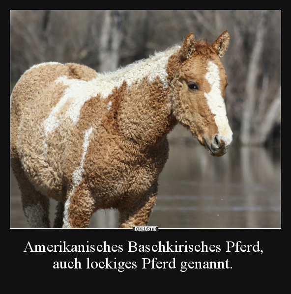 Amerikanisches Baschkirisches Pferd, auch lockiges Pferd.. - Lustige Bilder | DEBESTE.de