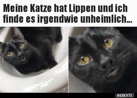Meine Katze hat Lippen und ich finde es irgendwie.. - Lustige Bilder | DEBESTE.de