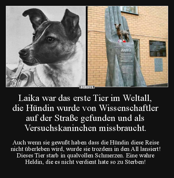 Laika war das erste Tier im Weltall, die Hündin wurde von.. - Lustige Bilder | DEBESTE.de