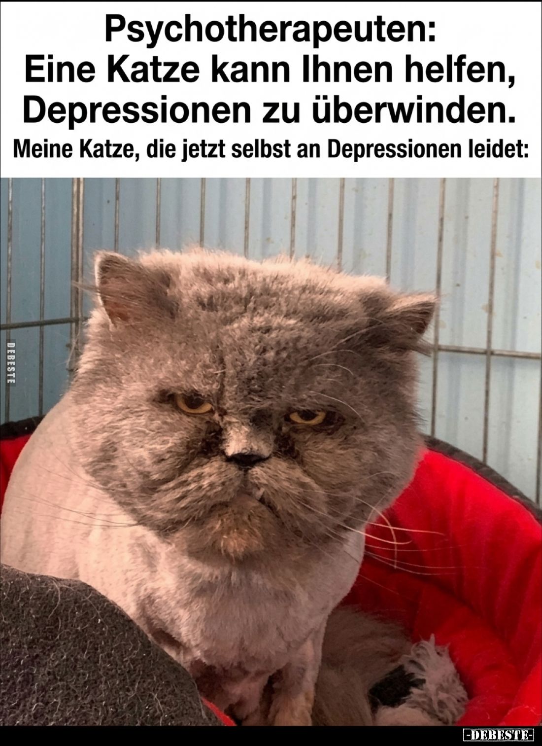 Psychotherapeuten:
Eine Katze kann Ihnen helfen, Depressionen zu überwinden.
Meine Katze, die jetzt selbst an Depressionen ...