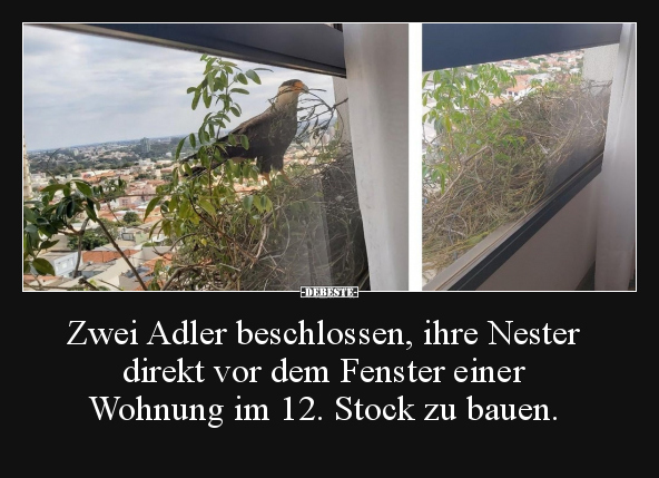 Zwei Adler beschlossen, ihre Nester direkt vor dem.. - Lustige Bilder | DEBESTE.de
