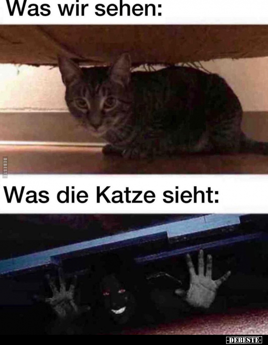 Was wir sehen / Was die Katze sieht..