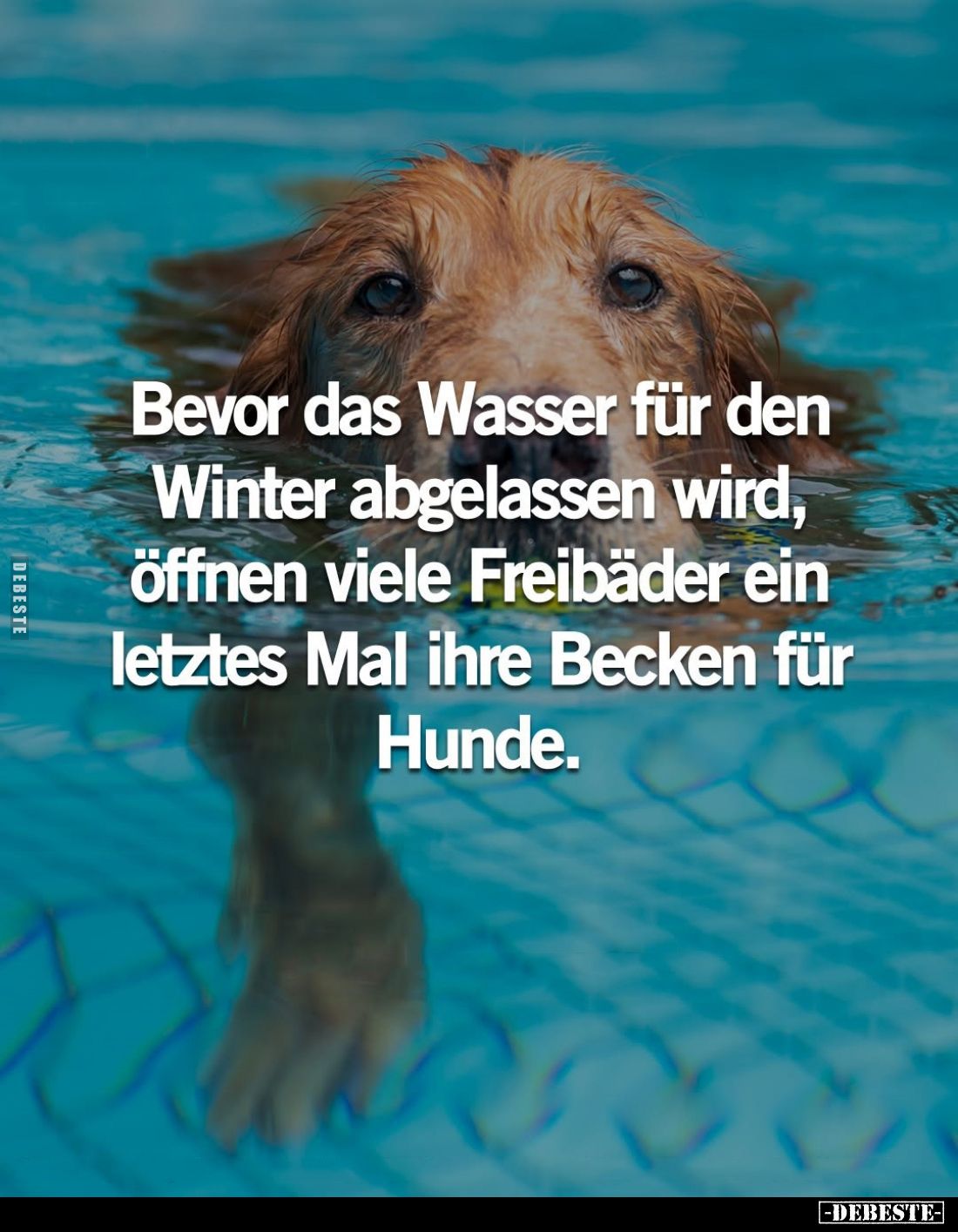 Bevor das Wasser für den Winter abgelassen wird, öffnen viele Freibäder ein letztes Mal ihre Becken für Hunde.