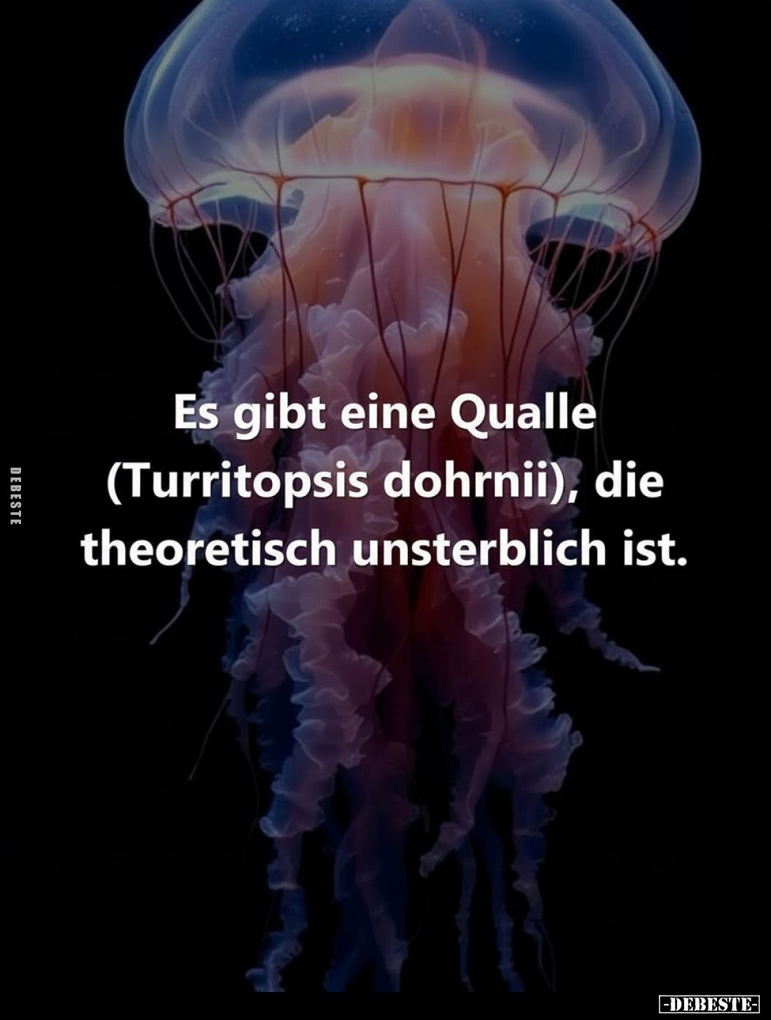 Es gibt eine Qualle (Turritopsis dohrnii), die theoretisch unsterblich ist.