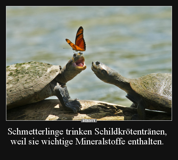 Schmetterlinge trinken Schildkrötentränen, weil.. - Lustige Bilder | DEBESTE.de