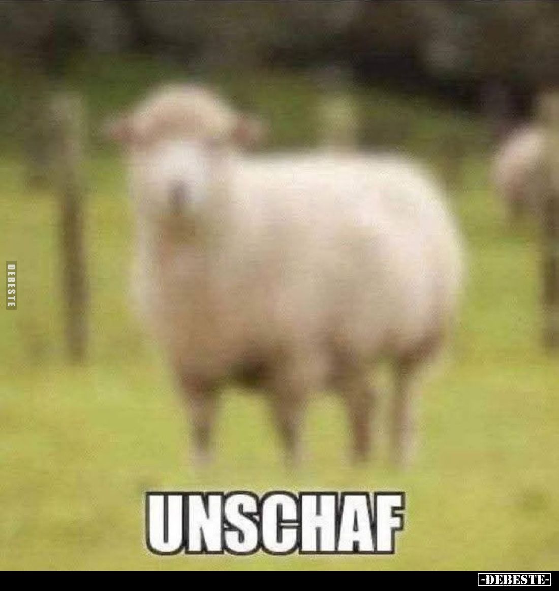 Unschaf