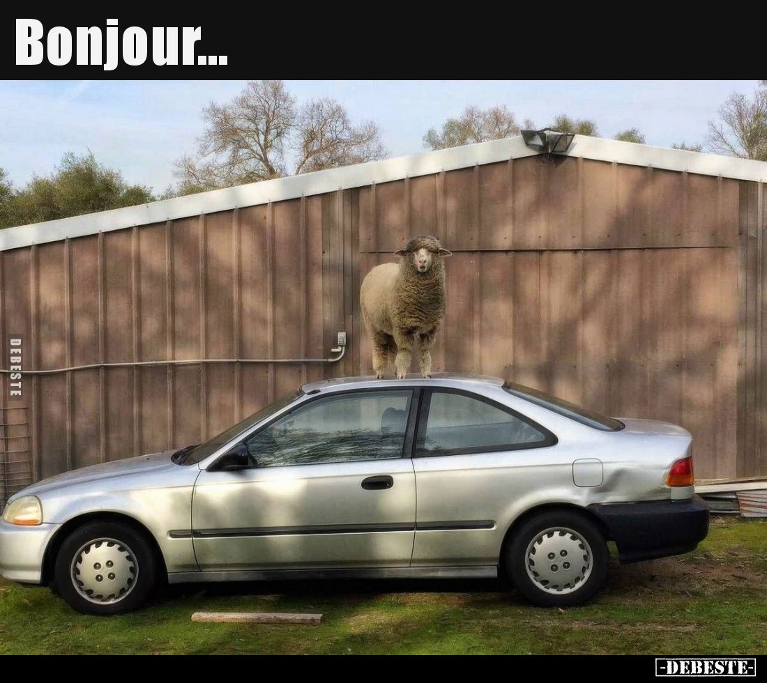 Bonjour... - Lustige Bilder | DEBESTE.de