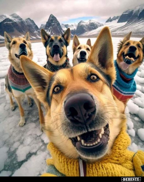 selfie lustig, hunde