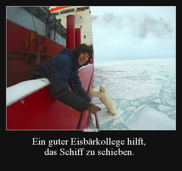 Ein guter Eisbärkollege hilft, das Schiff zu schieben... - Lustige Bilder | DEBESTE.de