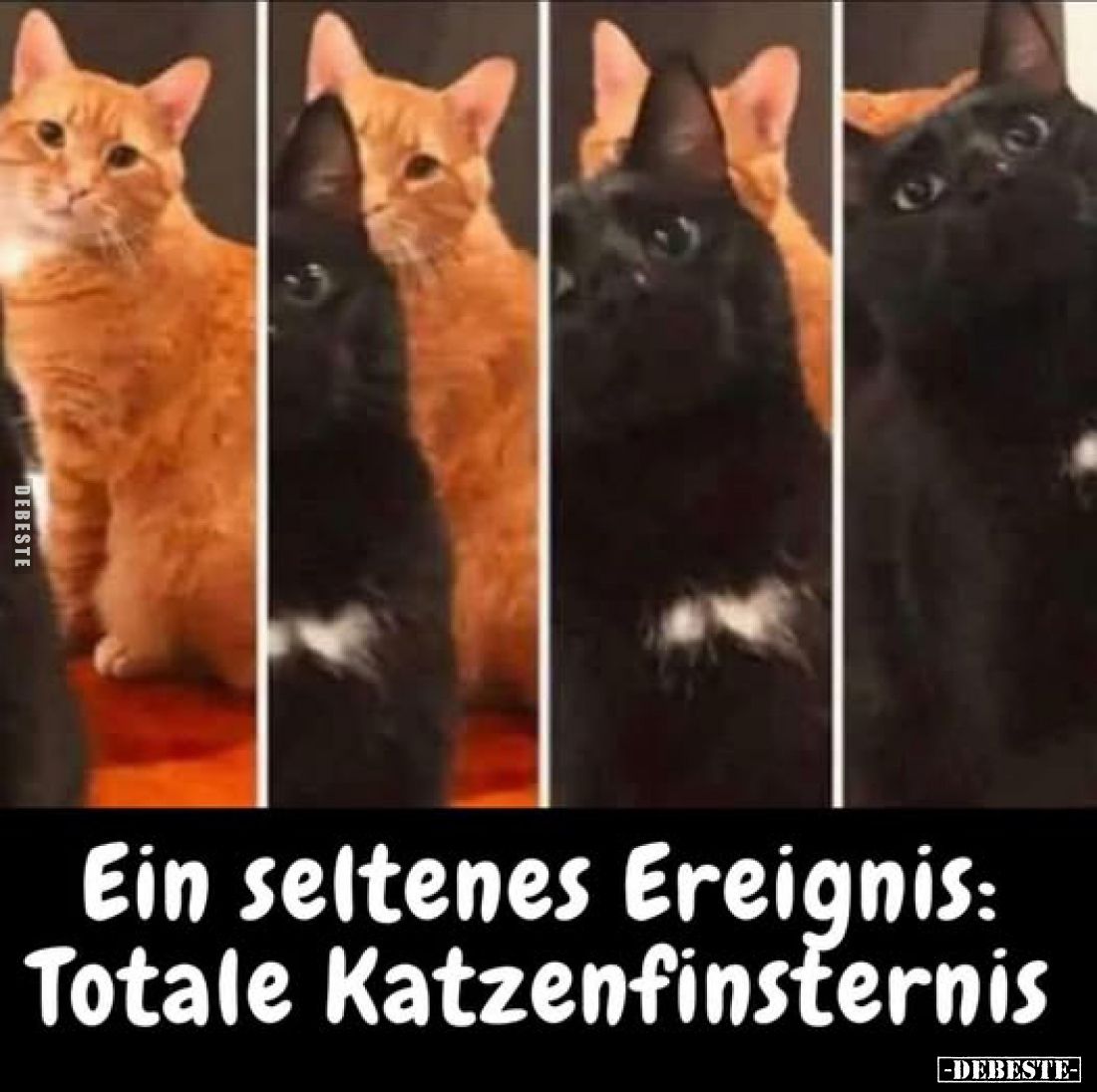 Ein seltenes Ereignis: Totale Katzenfinsternis.