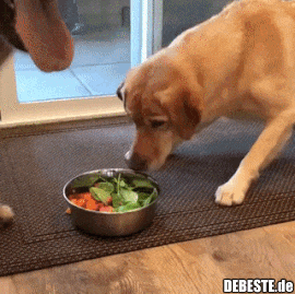 Hunde sind gelehrig und wissen, was gut und was schlecht ist..