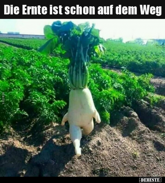 Die Ernte ist schon auf dem Weg..