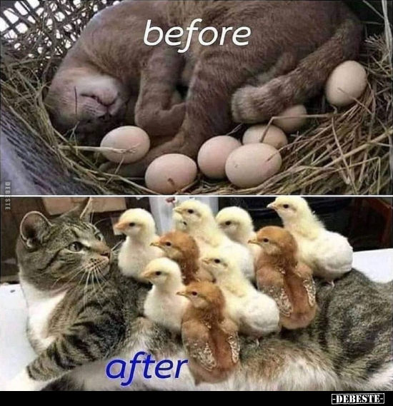  - Lustige Bilder | DEBESTE.de