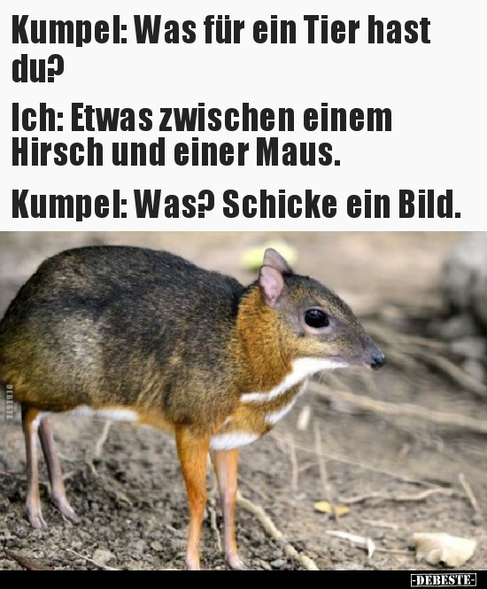 Kumpel: Was für ein Tier hast du?..