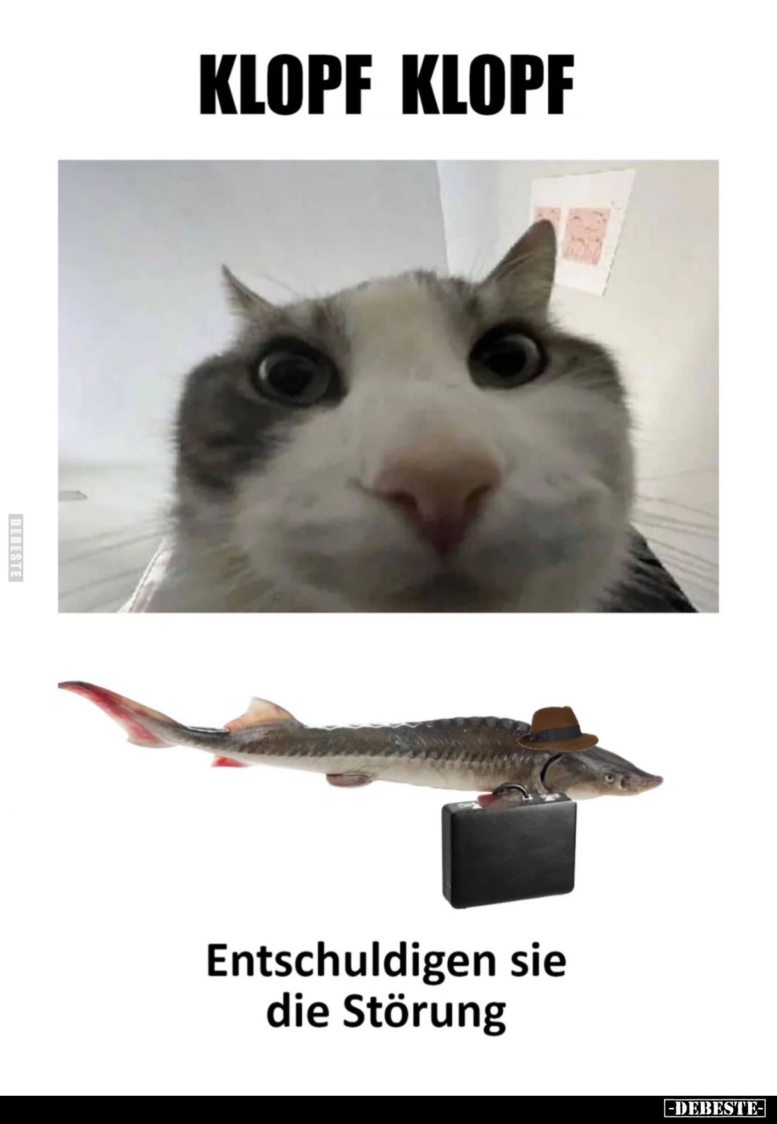 KLOPF KLOPF
Entschuldigen sie die Störung