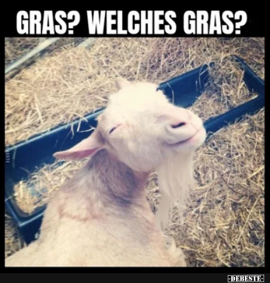Gras ? - Lustige Bilder | DEBESTE.de